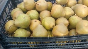 Груша Платоновская .