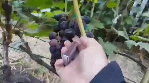 Виноград Сарацин черный 🍇🍇🍇 Калугина В.М. Видео от ?