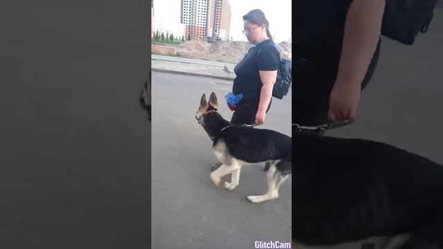 Первый раз одели намордник привыкаем смотреть онлайн