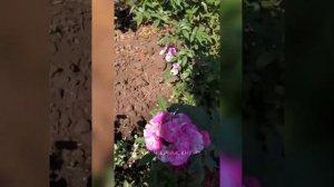 Супер новинка среди роз- мускусная Аллевья