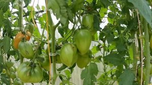 Томат Ладошки. Приятно удивил!