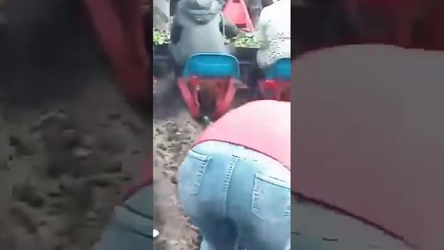 Смотрите, как сажают капусту в селе Аксу Буинского рай