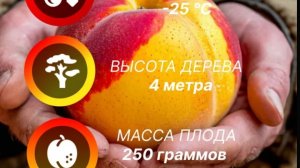 Посадка персика "Белый лебедь"