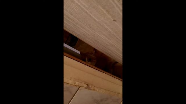 Приколы с котами сумасшедшие коты смешные коты смотреть онлайн