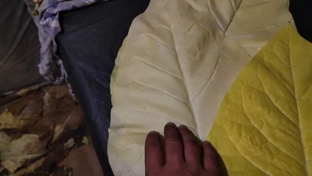 Wisconsin 901, белый лист