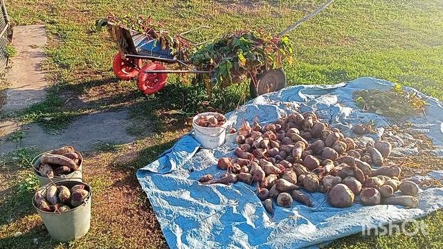условия Деревенской жизни) уборка свёклы)) смотреть онлайн