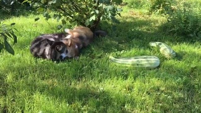 КОТ СОБАКА И КАБАЧОК) Очень смешной ролик смотреть онлайн