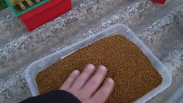 Шестой день сбора пыльцы с абрикоса,алычи,персика и др