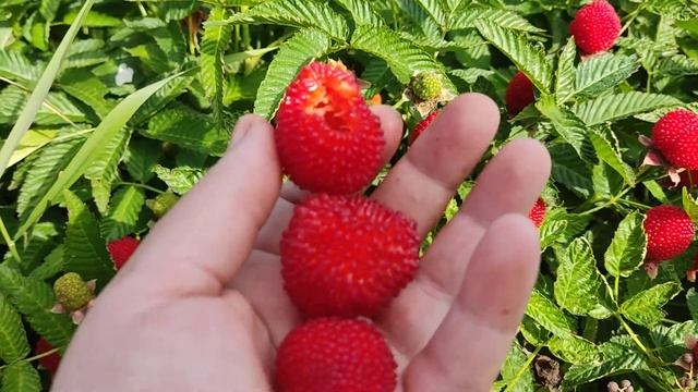 Тибетская малина созрела!!!