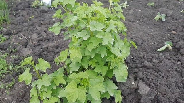 Мучнистая роса на смородине. Что делать? смотреть онлайн