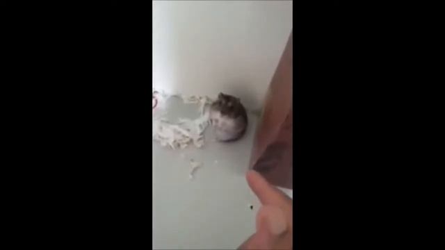 Приколы БЕГЕМОТА №3 смотреть онлайн