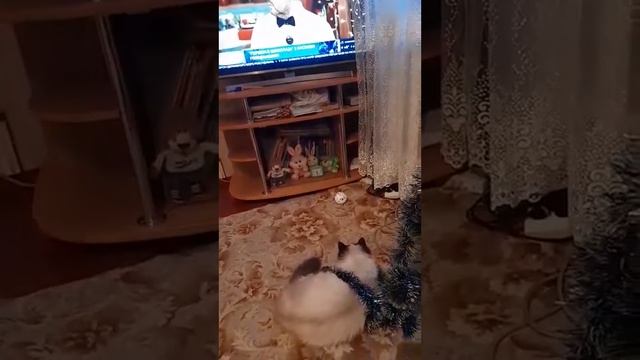 Персик - Дед Мороз) Подписывайтесь/Subscribe, Please!