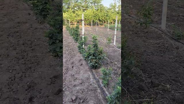 ежевика Понка 4 июля 2024 смотреть онлайн