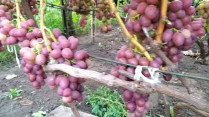 КИШМИШ НАХОДКА ТА ВИНОГРАД СЕНСАЦІЯ #виноградник #вин?