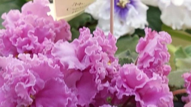 29.09.2024/Выставка фиалок в Доме фиалок#фиалки#выставка#д?