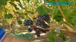 КАКИЕ У НАС САМЫЕ ПОЗДНИЕ 2 СОРТА ВИНОГРАДА ОБЗОР