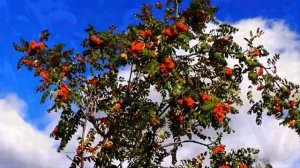 Цвела рябина белая ансамбль Донская душа