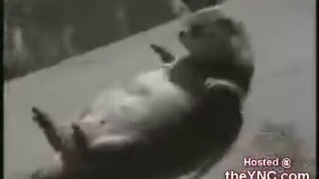 приколы попугаи смотреть онлайн