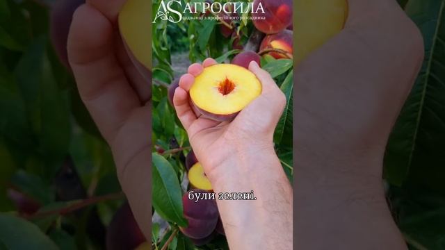 Персик Світ Дрім, Пізній Солодкий Персик