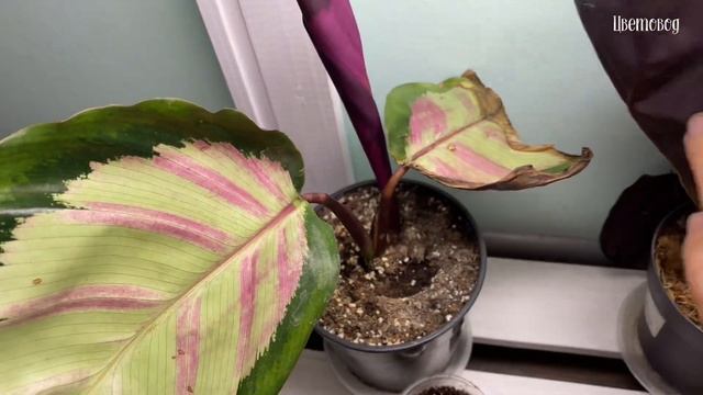 Гуляем по цветочному стеллажу. Распаковка новой хойи.