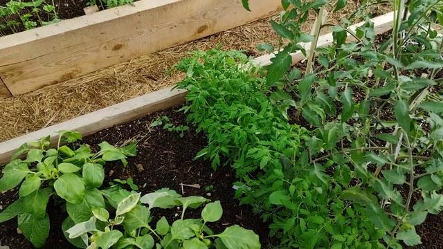 6 июня. Сирень и тройной Одеколон