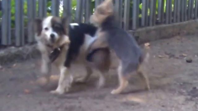 Little crazy alpha male dog/А ну мать твою иди сюда смотреть онлайн