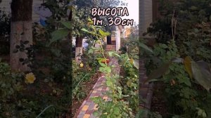 РОЗА АЛЕКСАНДР ПУШКИН  ( PRINCE JARDINIER) 💖💖💖