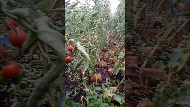 обработки от гнилей#помидор# Вершинина гниль смотреть онлайн