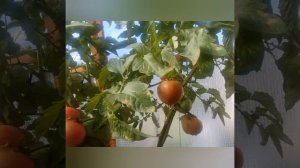 Томат Сызранская розовая ранняя.