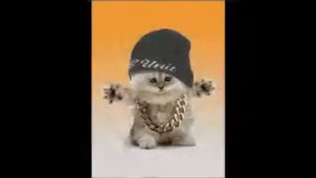 мой кот любит хип хоп. смотреть онлайн