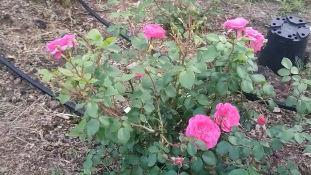 осторожно! розы🌹😄