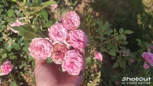 3 июля. Роза Декор Арлекин, Солнце и луна и много других