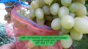 Кишмиш Арарат-ещё один представитель лучших белых киш