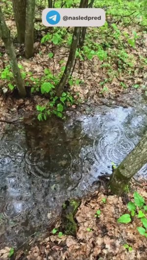 Не покупай МЕТАЛЛОИСКАТЕЛЬ пока не посмотришь ЭТО видео!