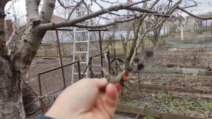 Почему  погибает черешня?. Будьте внимательны!