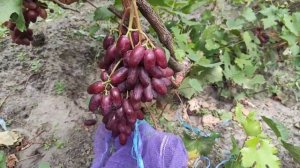 ФРЭШ МУСКАТ (555) виноград - новинка селекции Щереденков