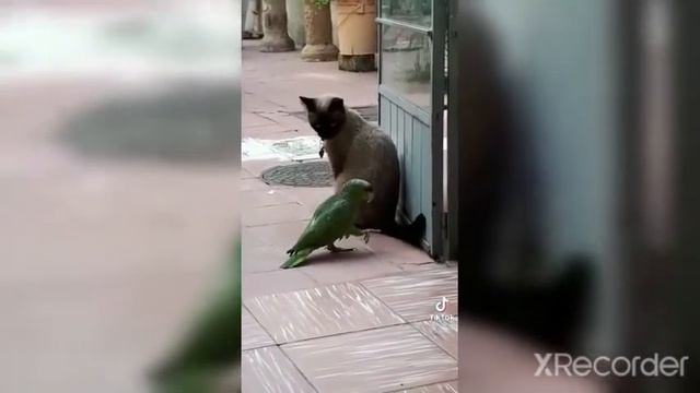 Смешные и милые видео|Коты тик токеры| 2 минуты смеха🤣| смотреть онлайн