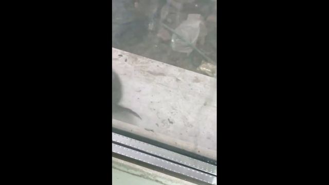 Прикольная мышка стучится тук, тук.  Кто там