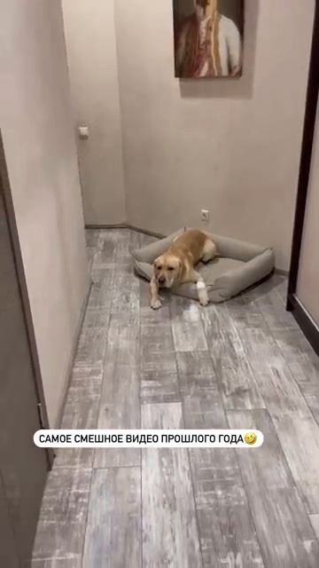Забыл какая лапка болит🙈 смотреть онлайн