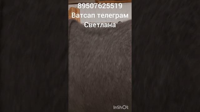 Пуховый плед,жилеты,косынки,шарфы, варежки смотреть онлайн