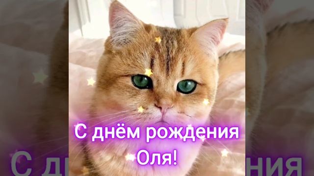 #сднемрождения Оля! #коты #кошки #котики #новинка #приколы #котята смотреть онлайн