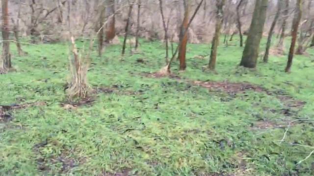 Ліс та одинока груша. смотреть онлайн