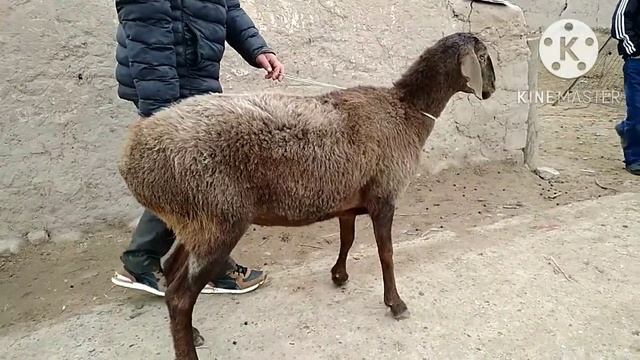 Молбозори н.Фархор д. Кизилсу.  Дахмардабозор