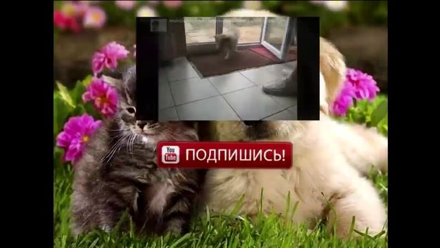 Курящий кот. Смотреть всем! смотреть онлайн