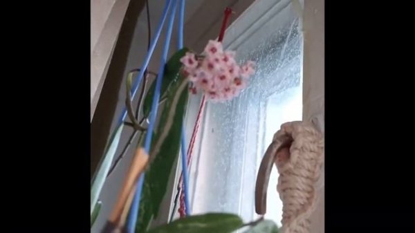 1.07.24 Хойі. H. Minibelle, h. Parviflora splash, h. Red buttons, h. Parasitica Lao.#hoyaplant