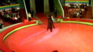 Цирк-медведи.mp4