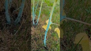 Дидимелла на малине. Способ борьбы