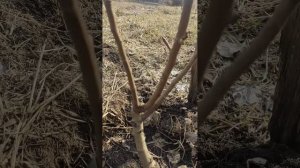 Груша Лада. Посажена осенью 2022 года