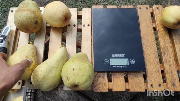 Груша Дельбарью (Дельбараю)