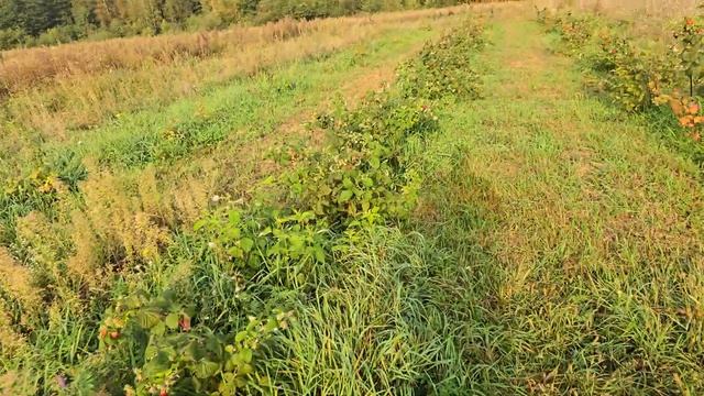 Малина в Сентябре / Маравилла / Пшехиба / Зюгана / Энрас? смотреть онлайн